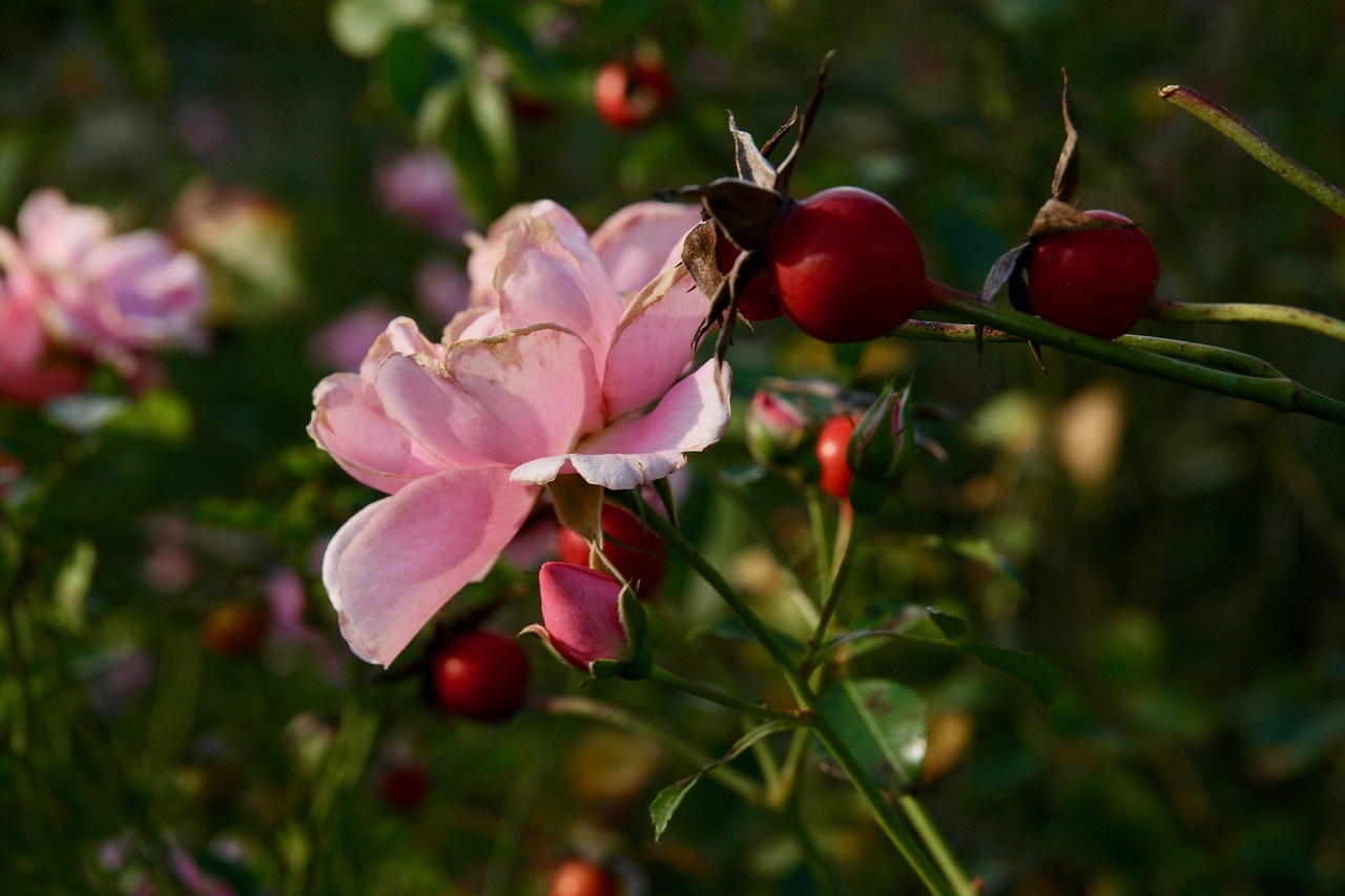 rose  blossom  bloom free photo