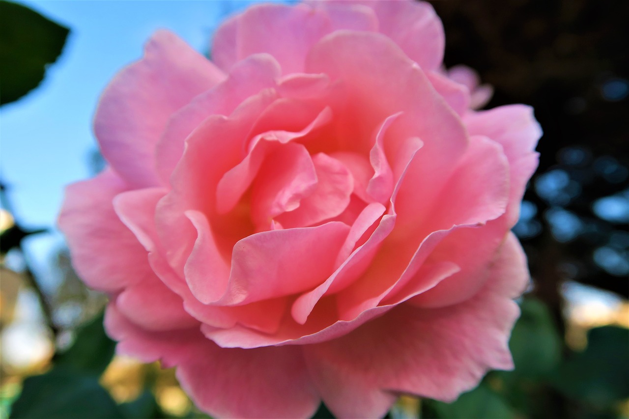 rose  pink  gulpembe free photo