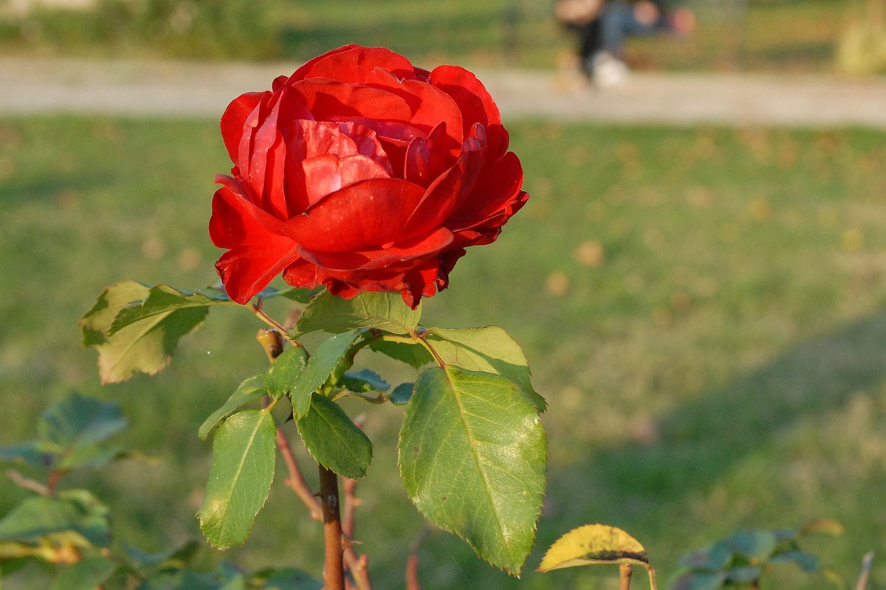 rose  flower  garden free photo