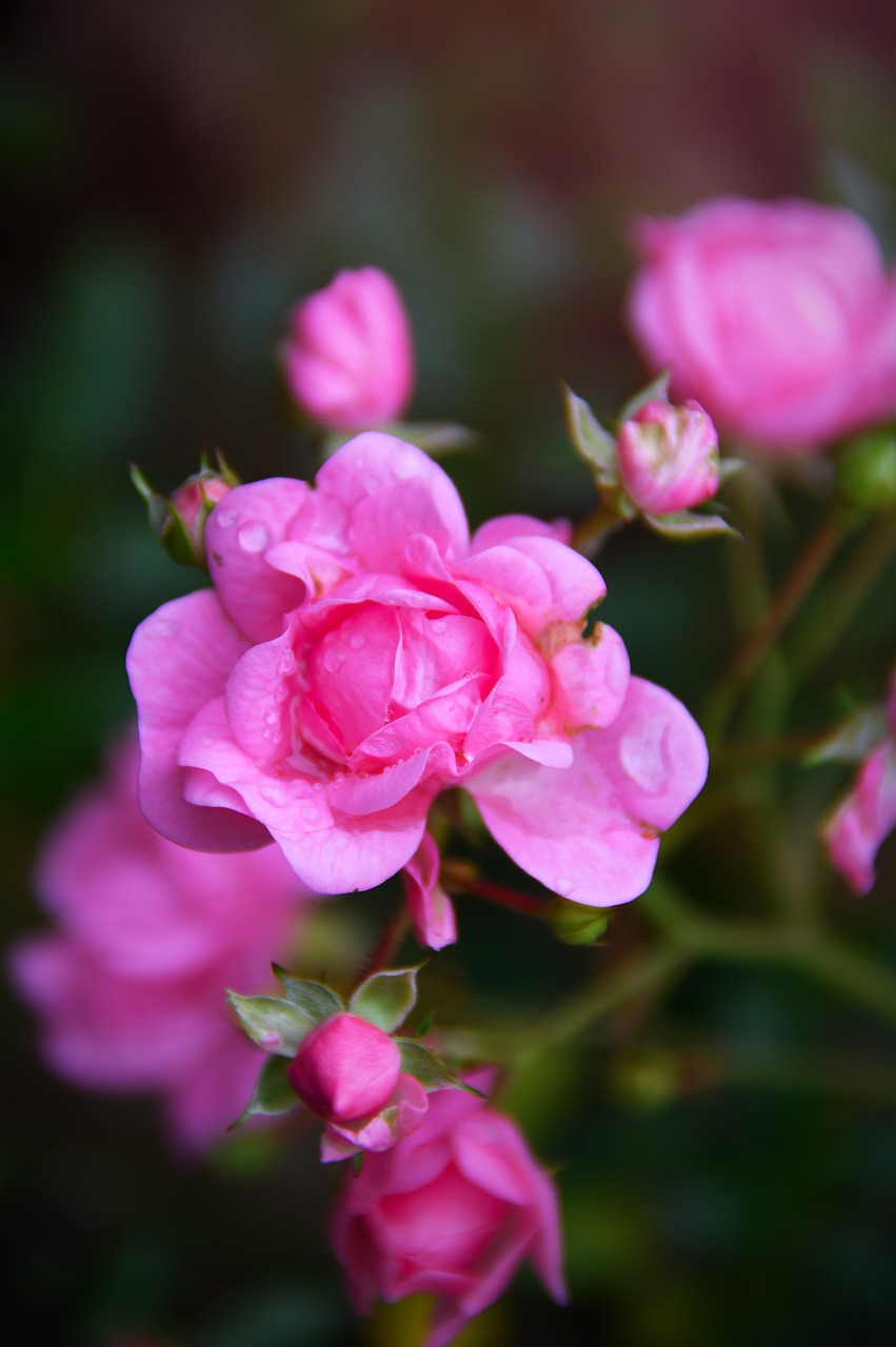 rose  pink  flower free photo