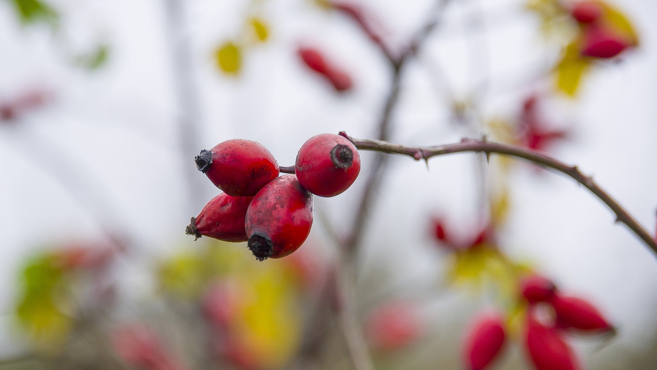 rose  fruit  in the fall free photo