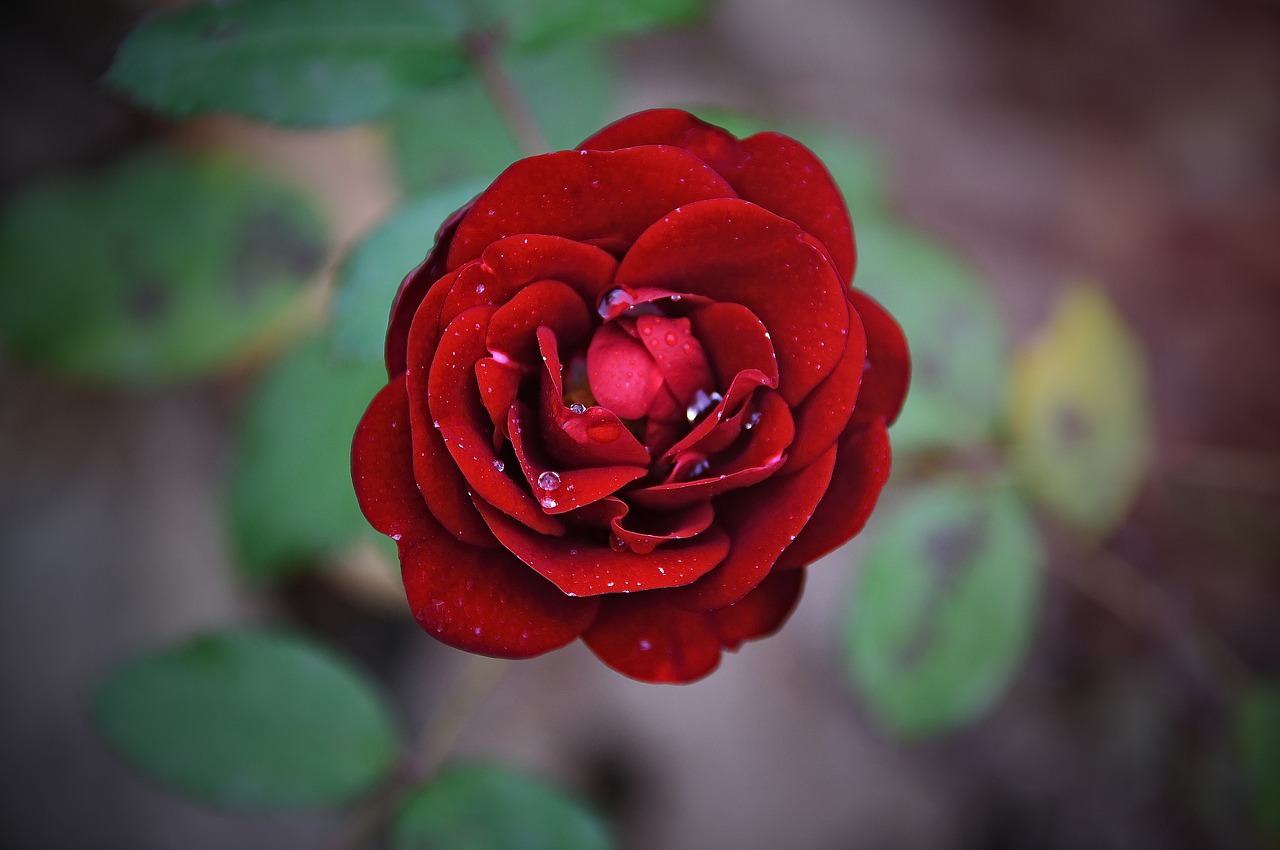 rose  red rose  red free photo