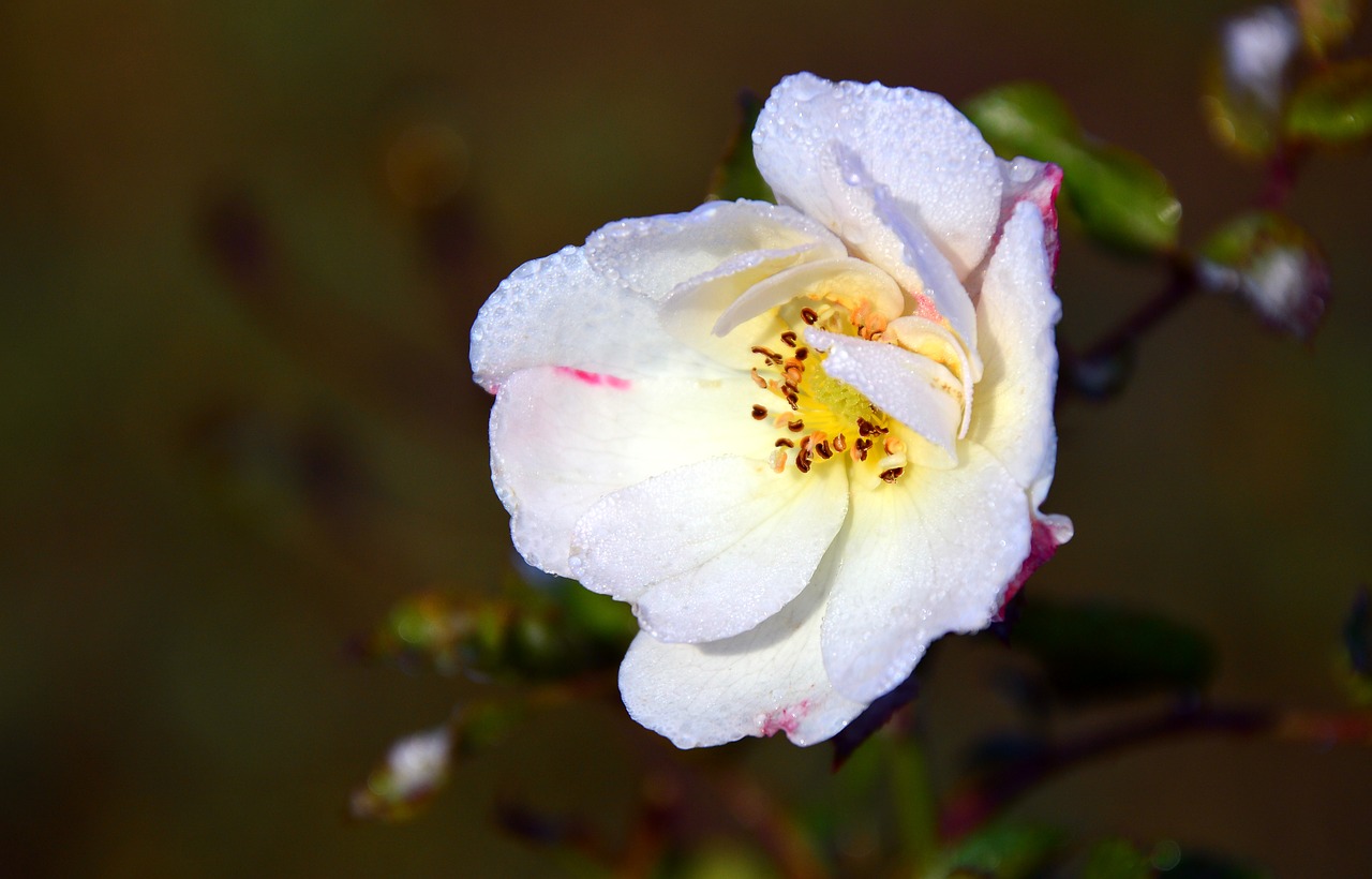 rose  wild rose  roses free photo