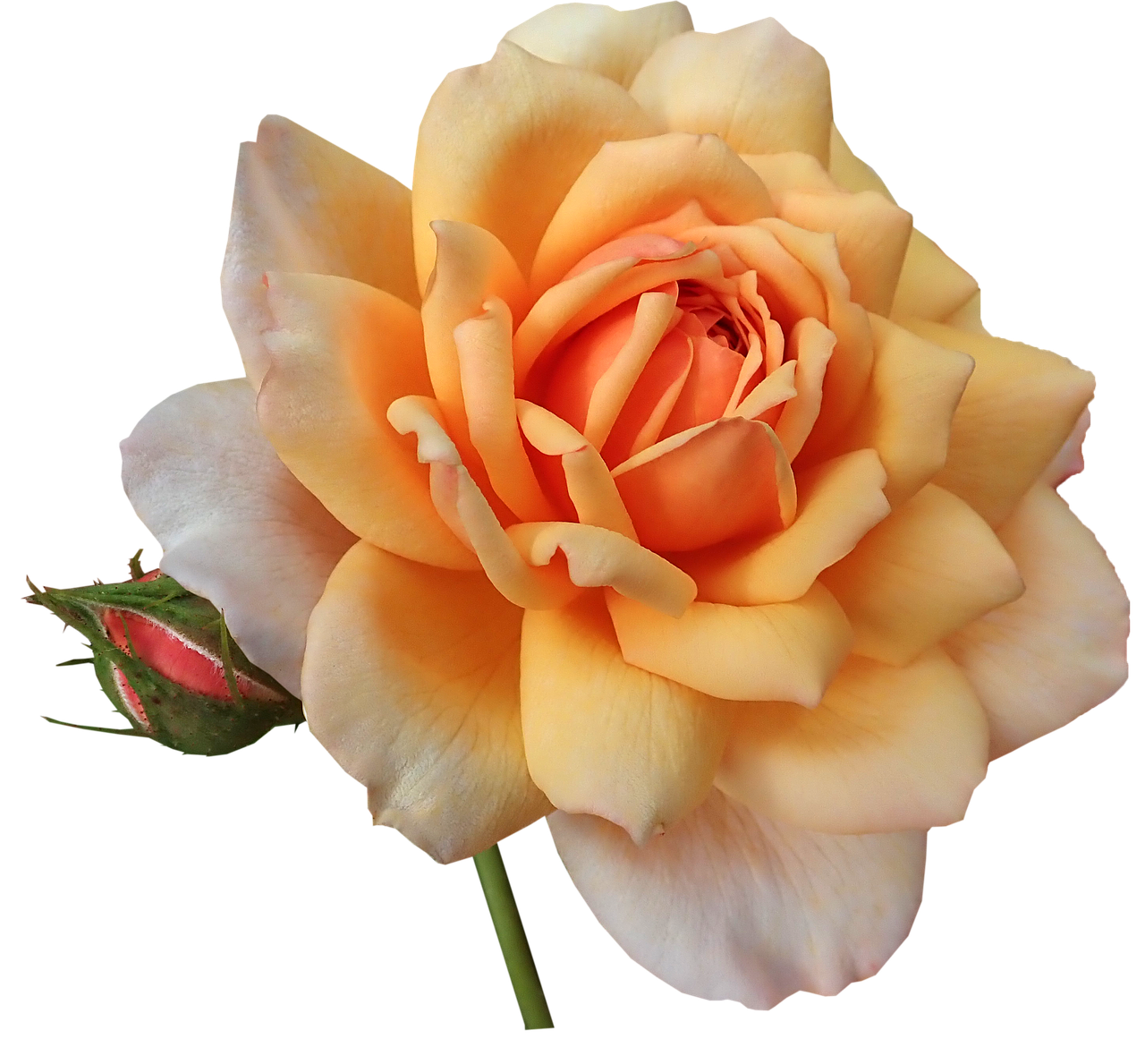 rose  flower  fragrant free photo