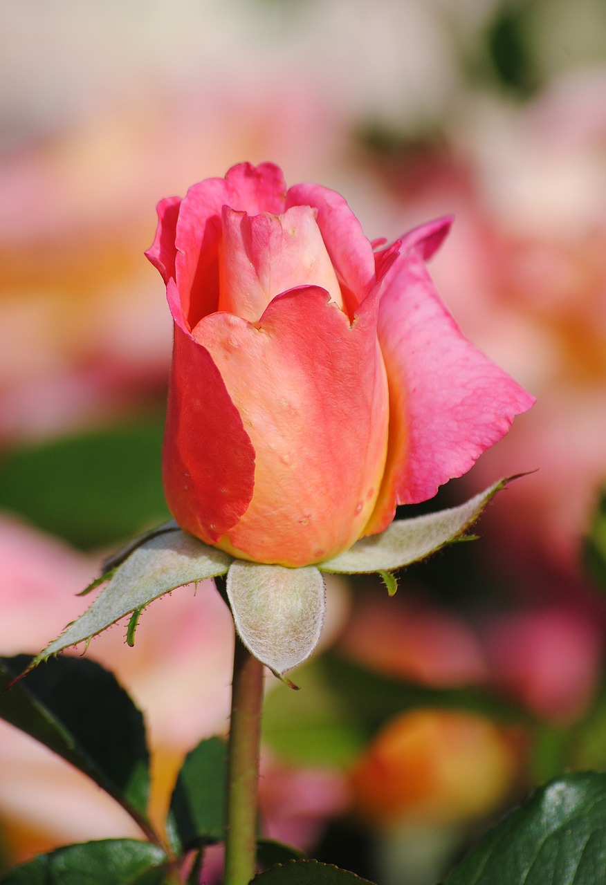 rose button blossom free photo