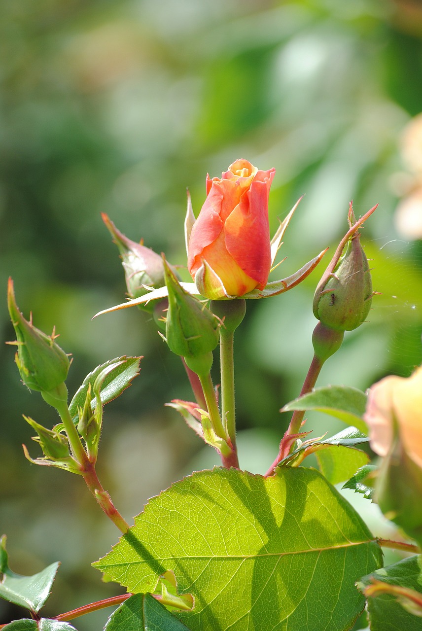 rose button blossom free photo