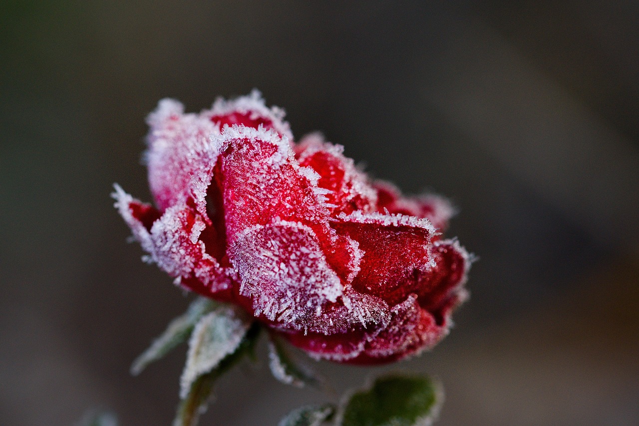 rose  winter  flower free photo