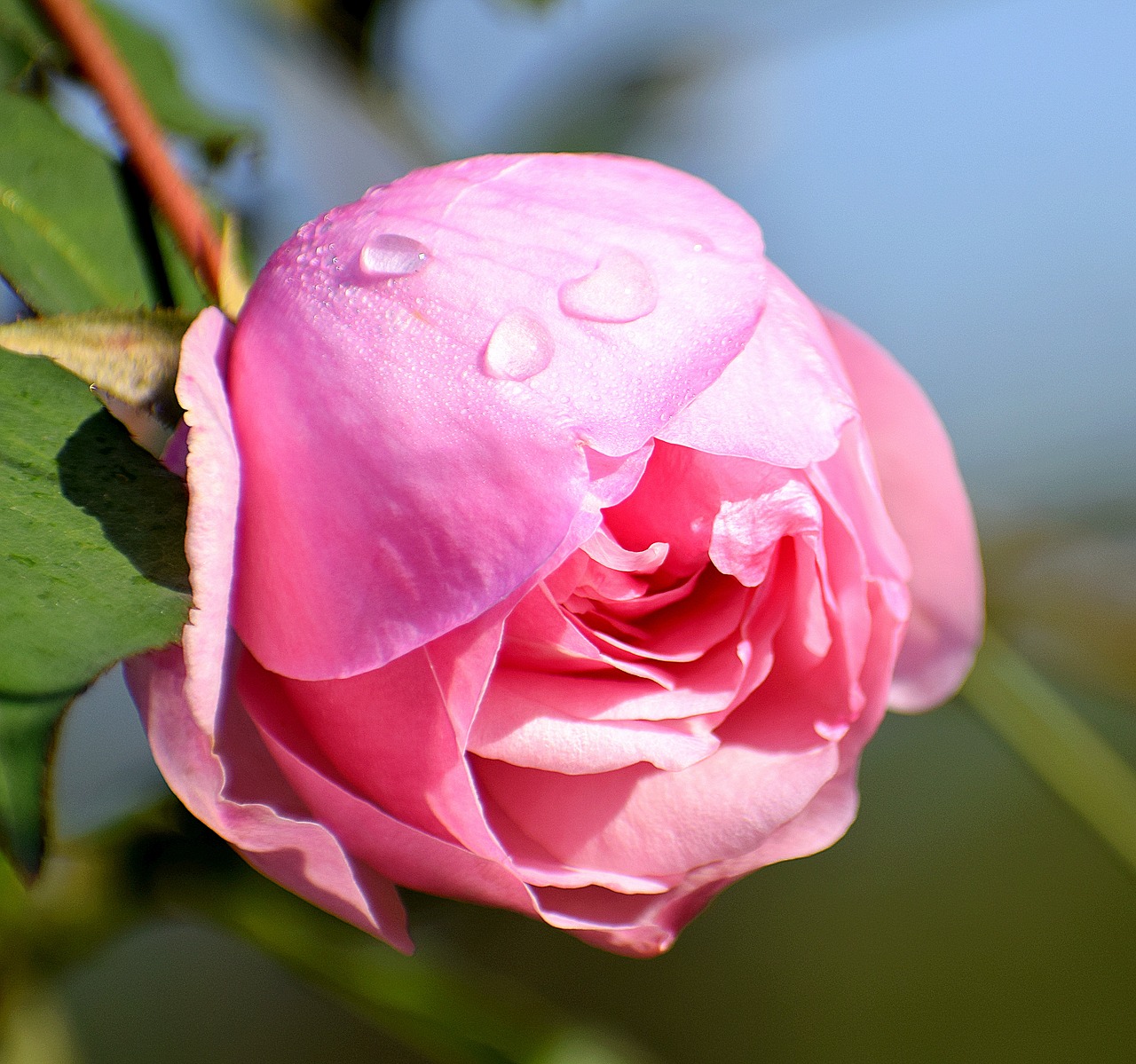 rose  flower  dew drops free photo