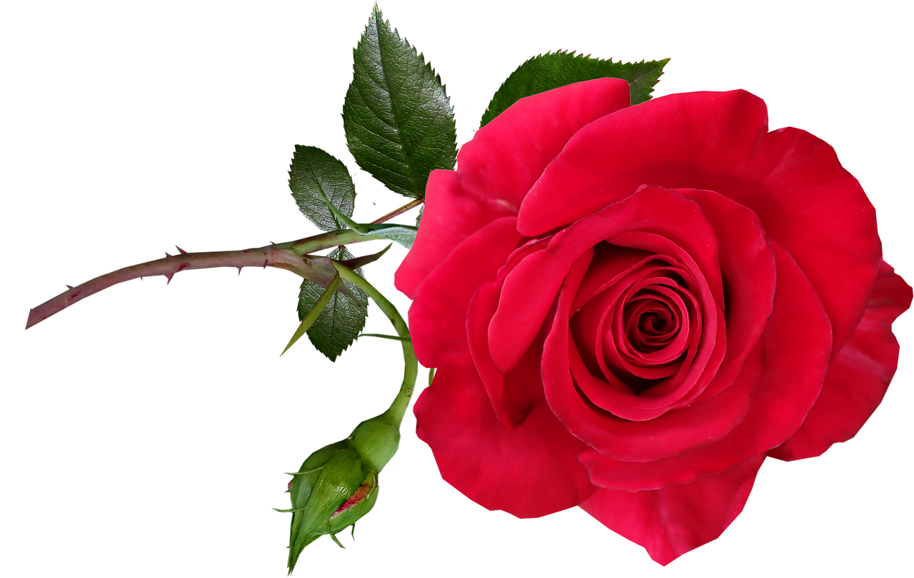 rose  red  flower free photo