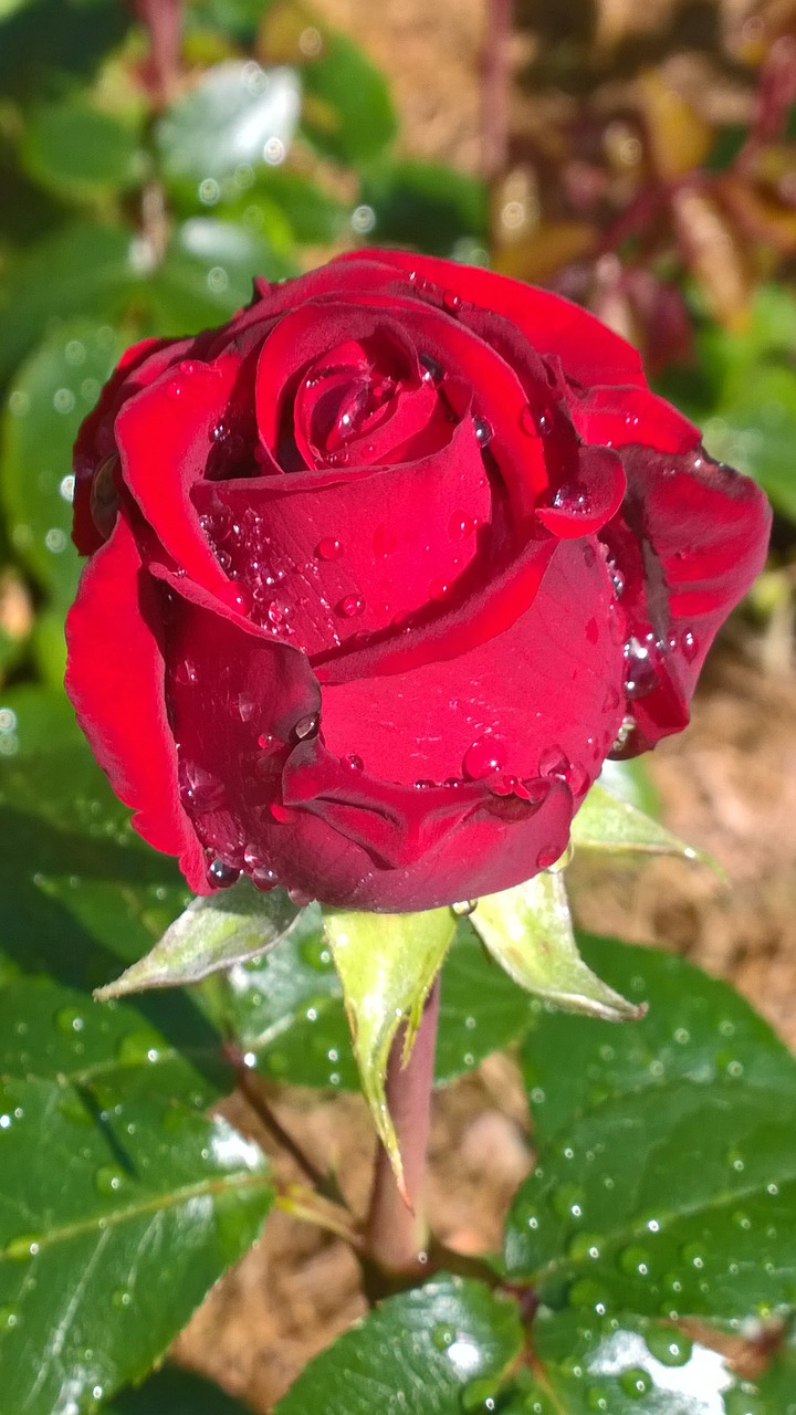 rose  red  red rose free photo