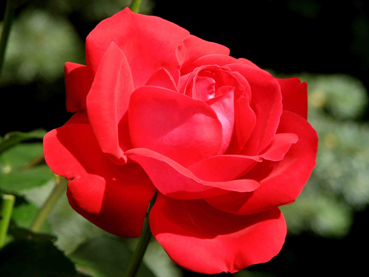 rose red blossom free photo