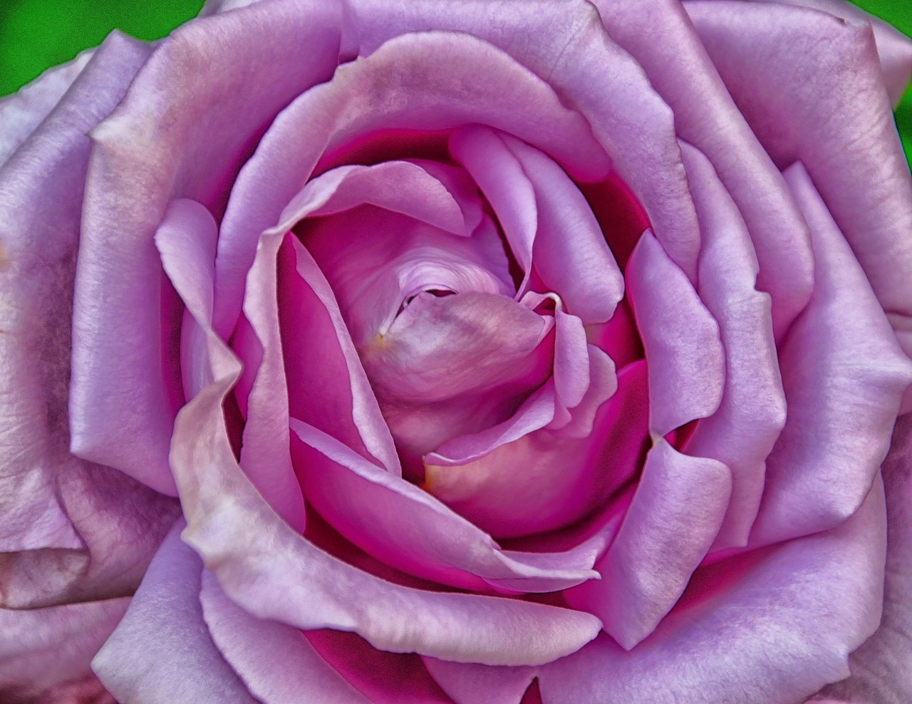 rose  purple  pink free photo