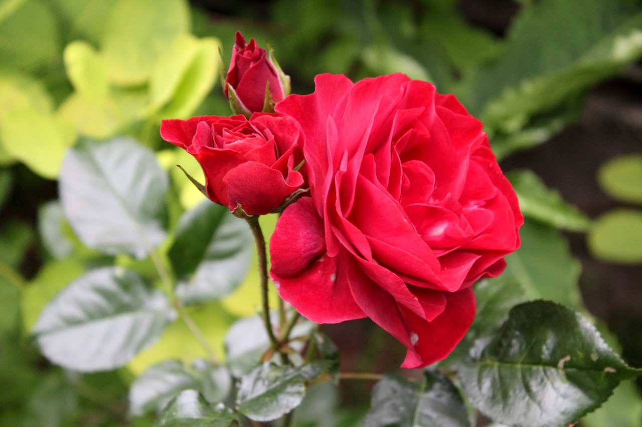 rose  red  garden free photo