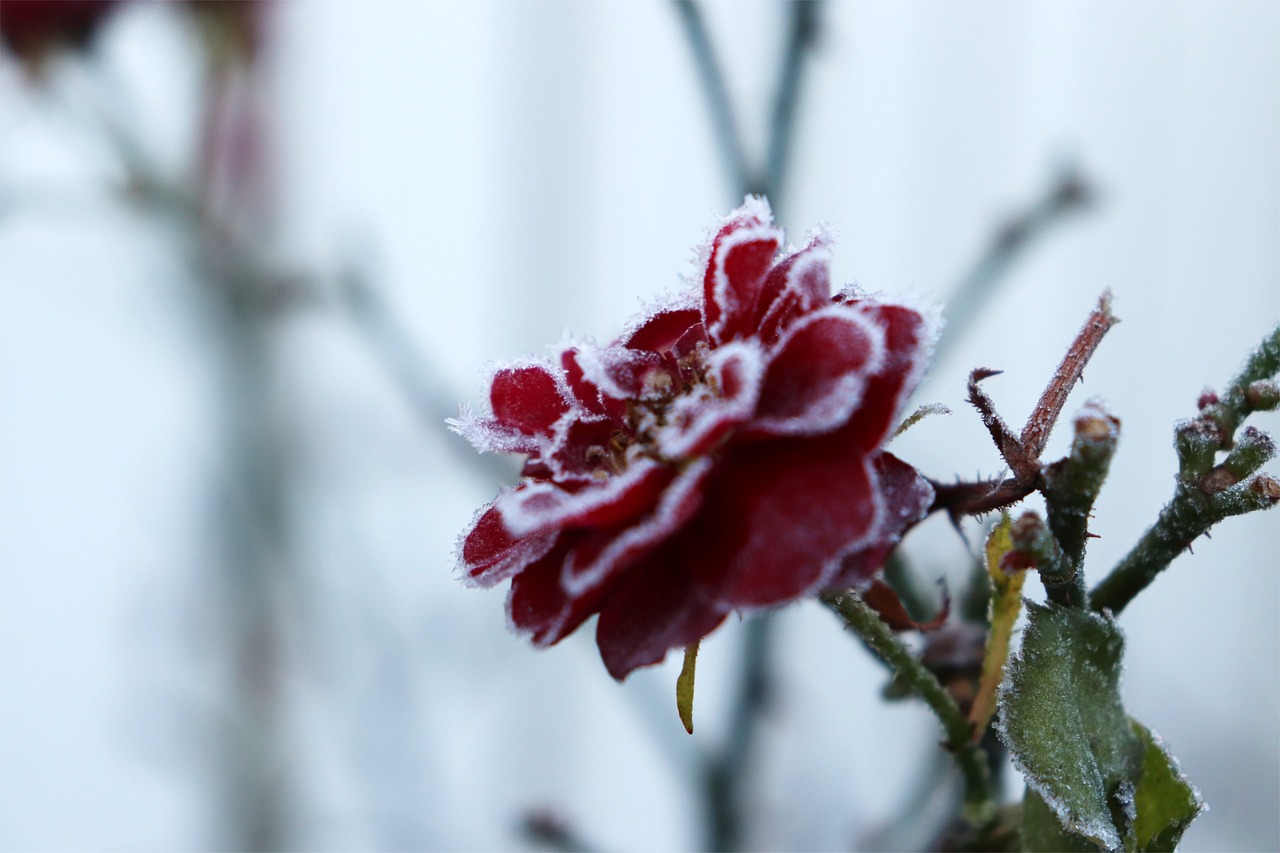 rose  flower  winter free photo