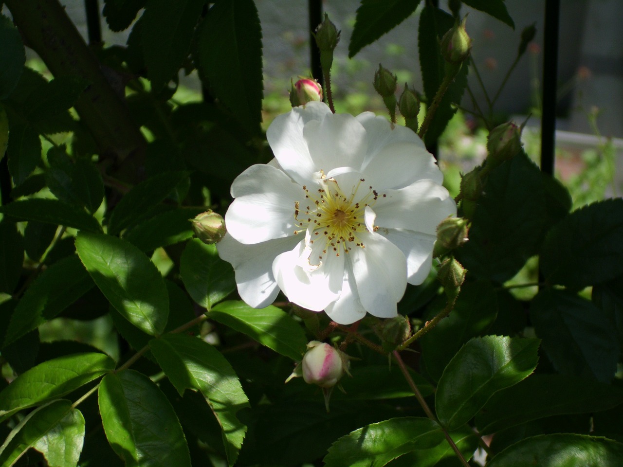 rose white flower free photo