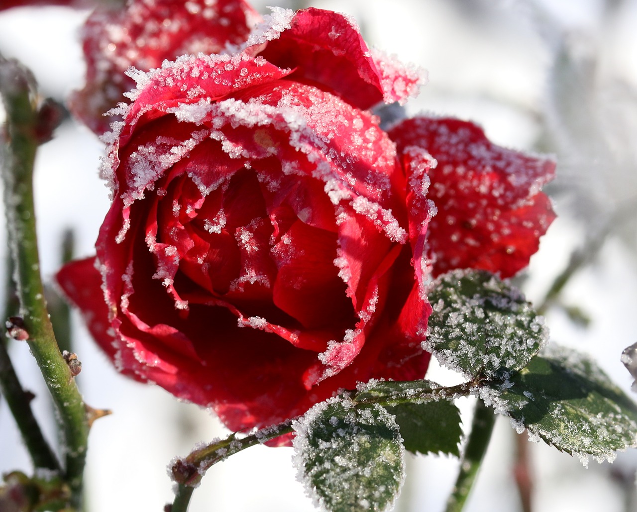 rose  frozen  red free photo