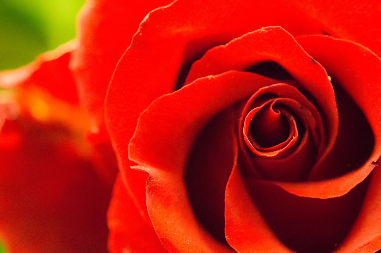 rose  red  love free photo