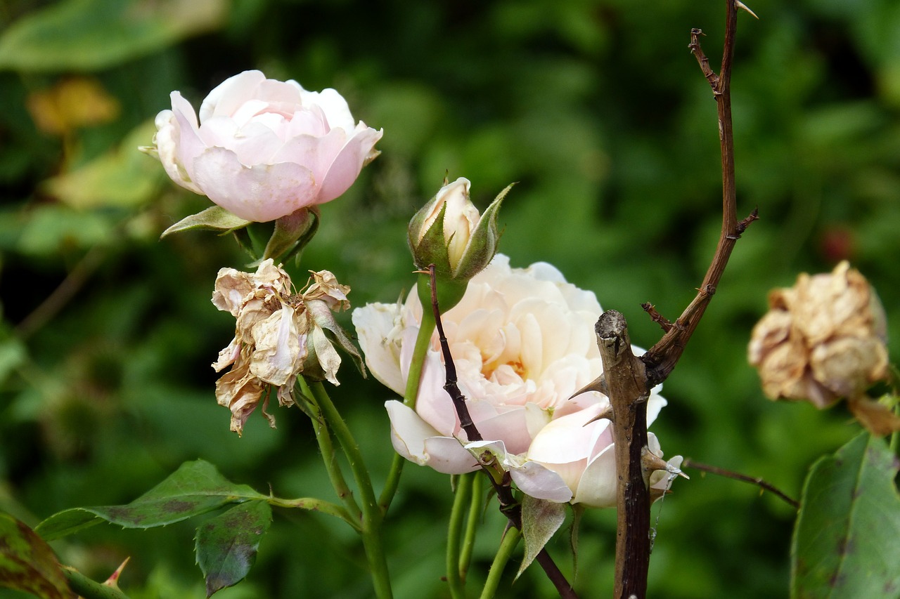 rose flowering stages dead wood free photo