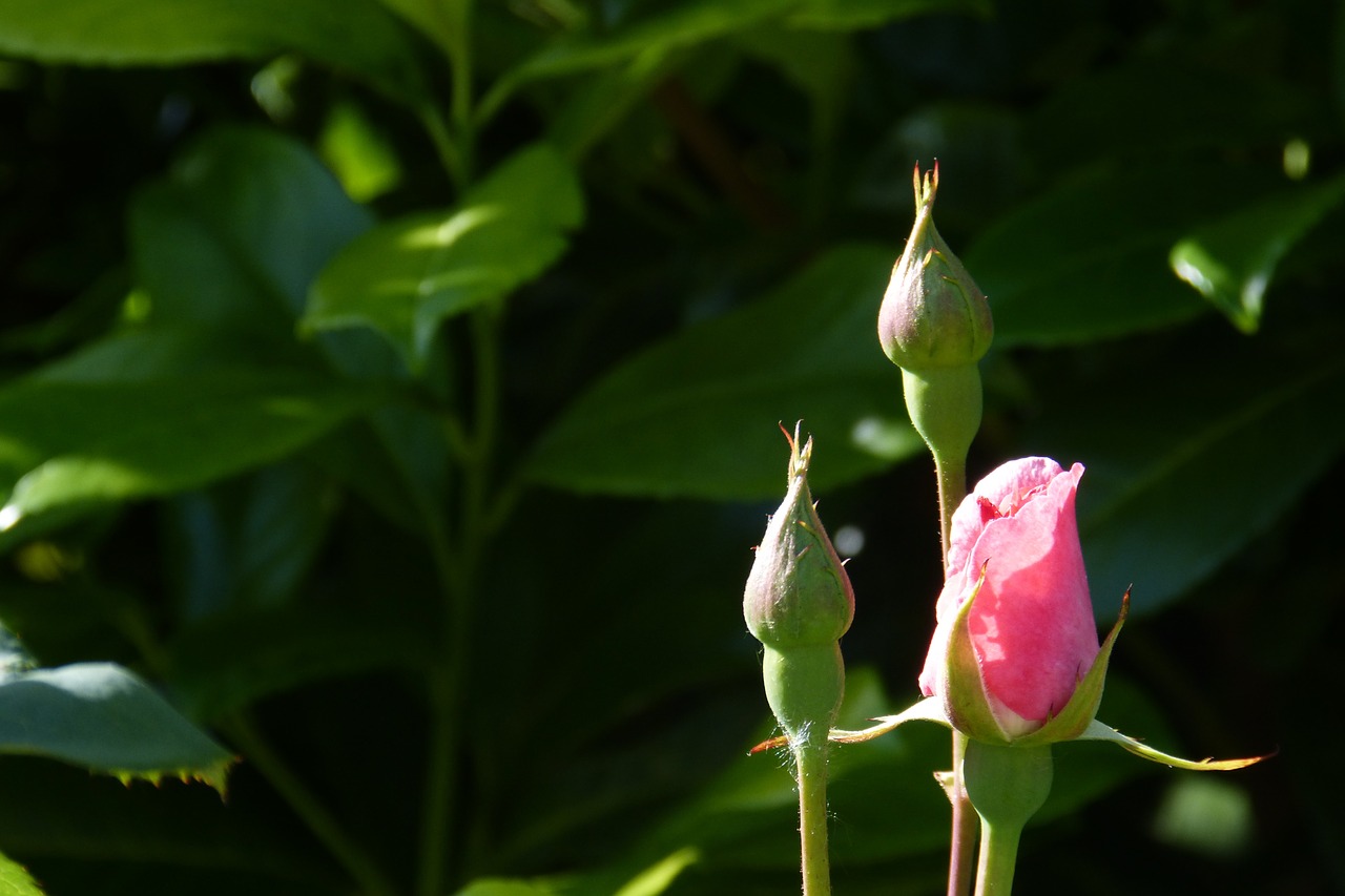 rose bud blossom free photo