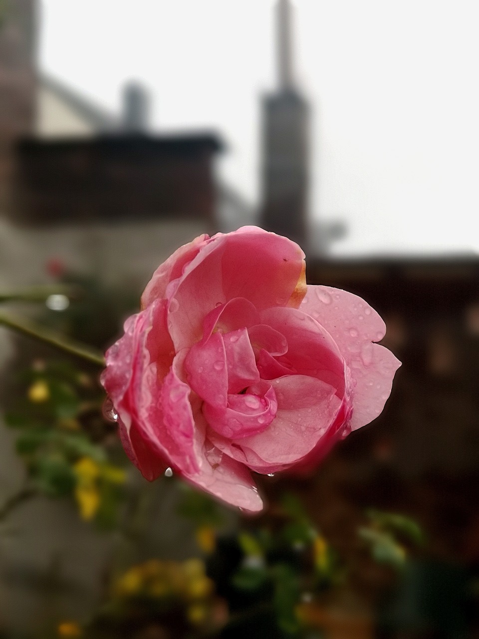 rose  raindrop  leverkusen free photo