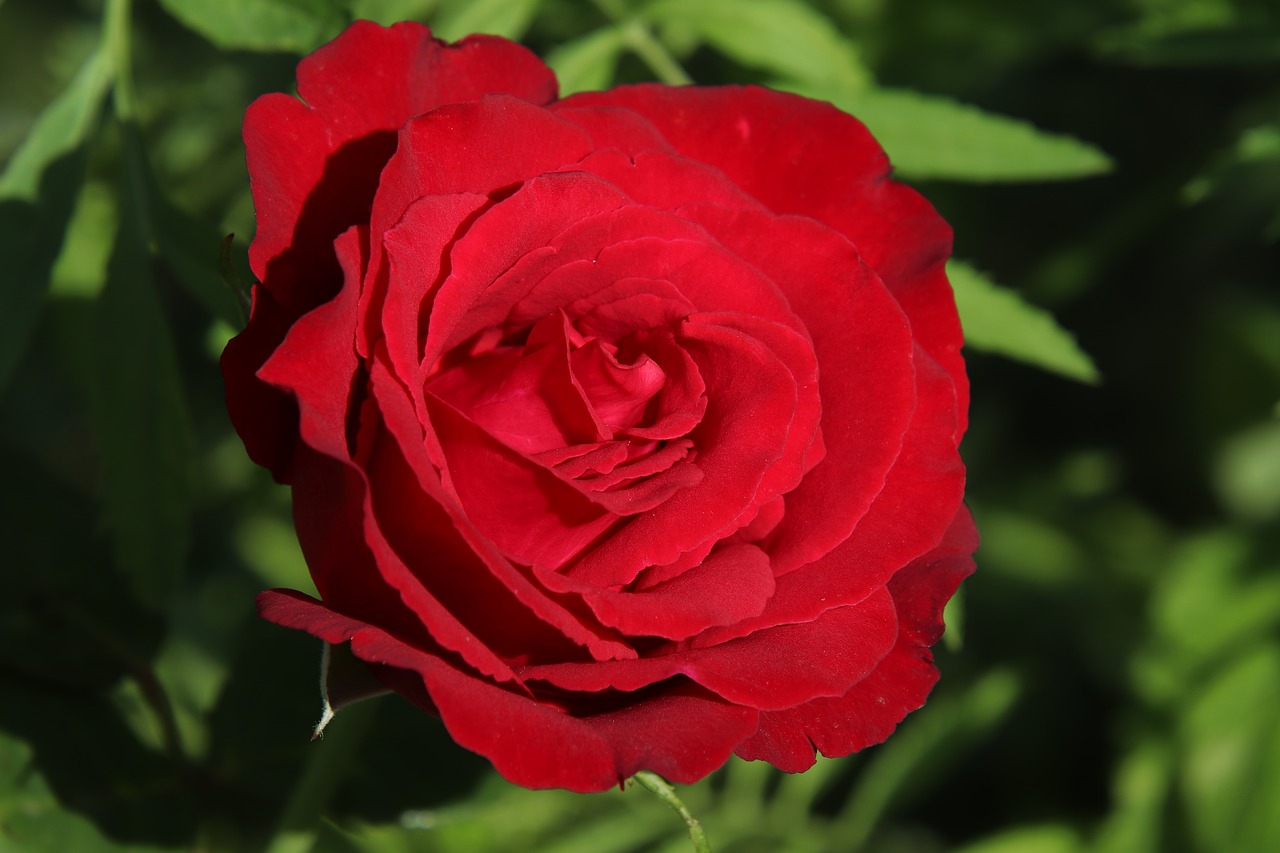 rose  red  flower free photo