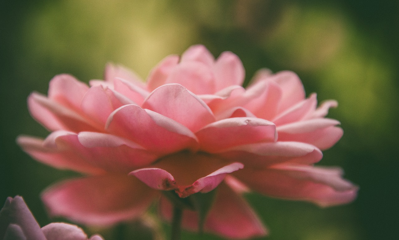 rose  flower  petals free photo