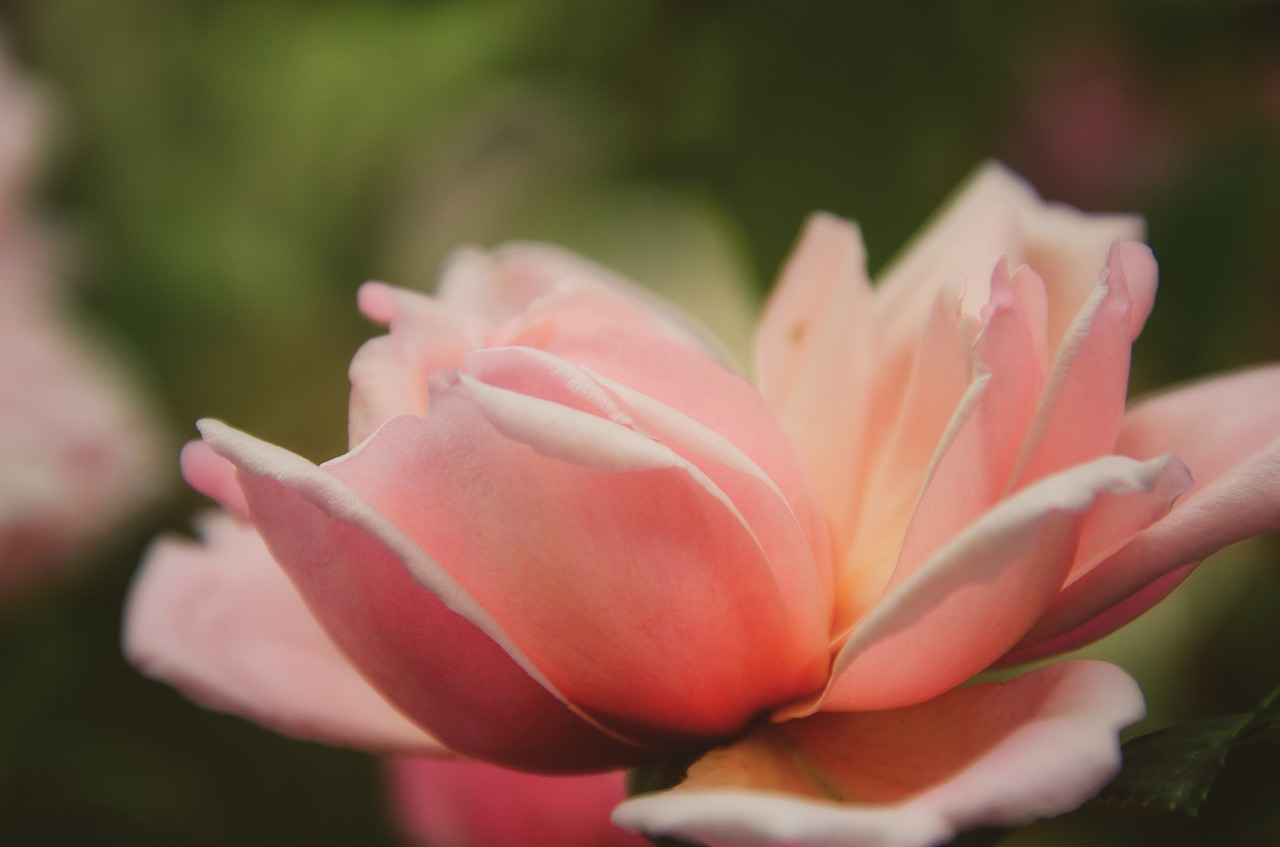 rose  flower  petals free photo