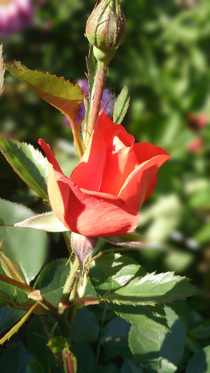 rose red red rose free photo