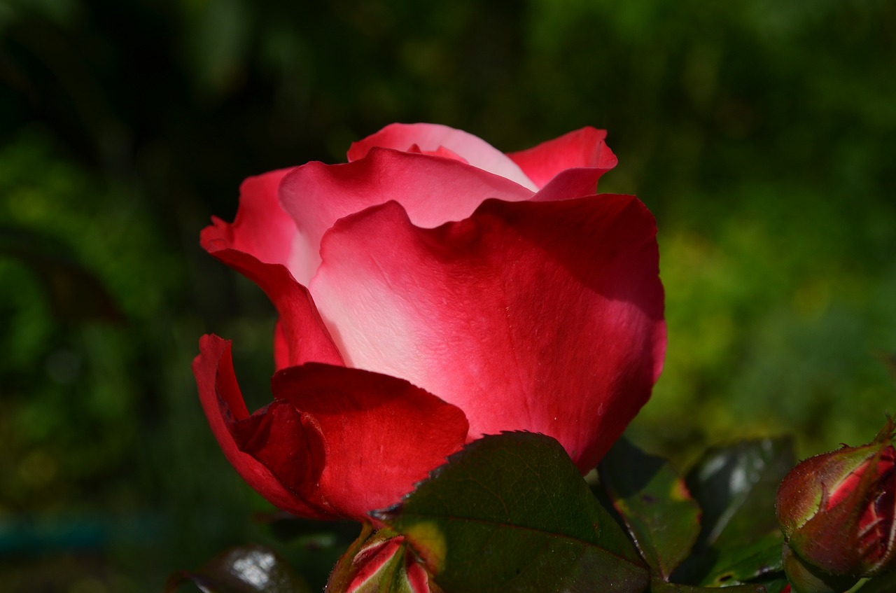 rose red flower free photo