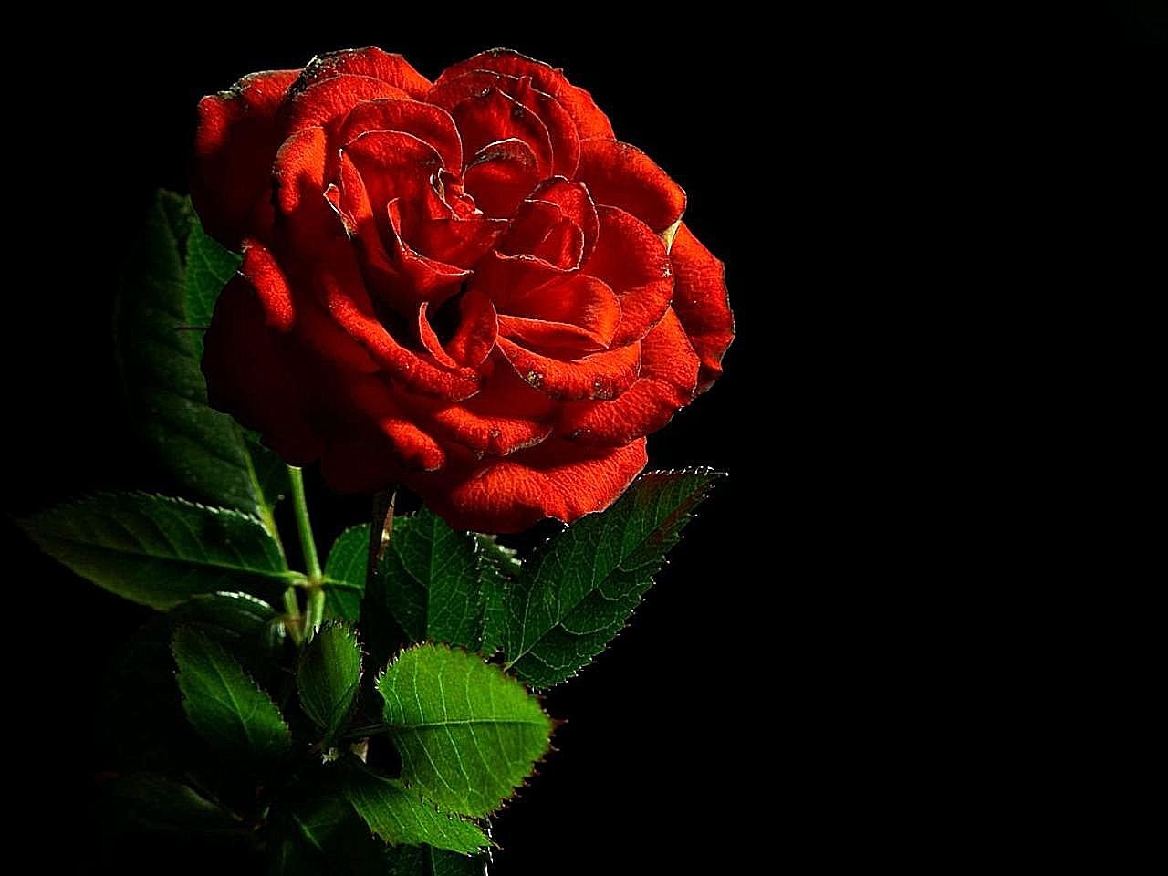 rose red flower free photo