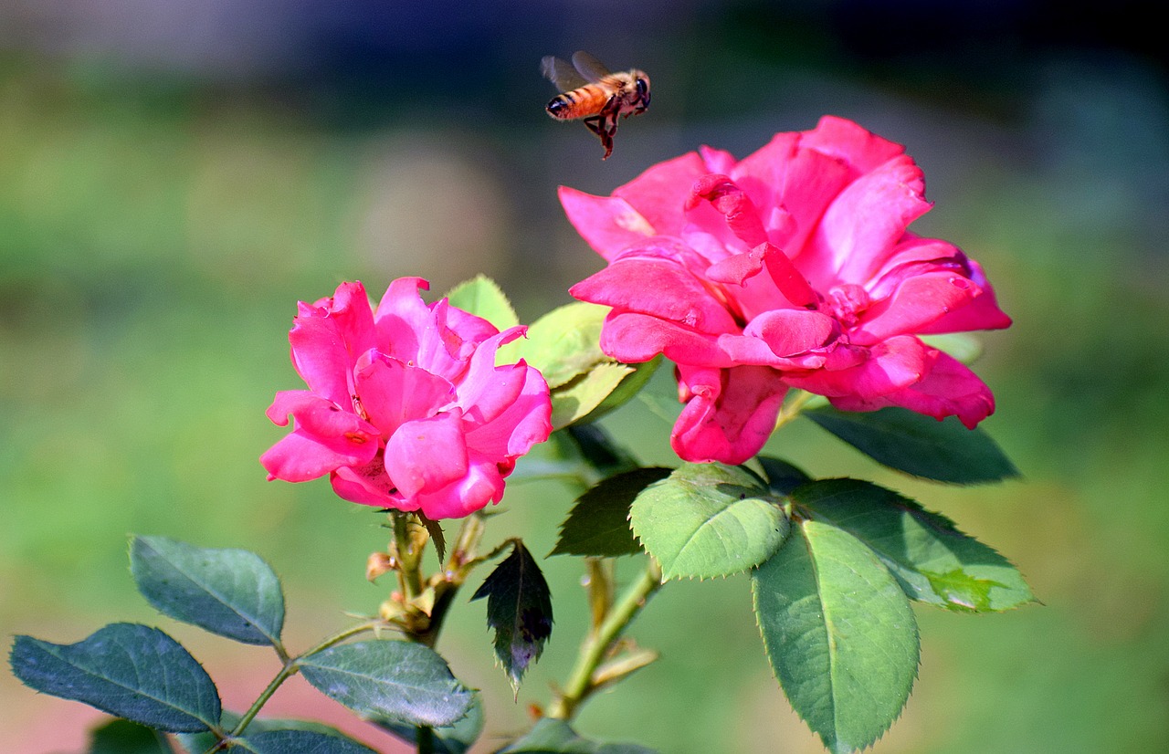 rose  flowers  insect free photo