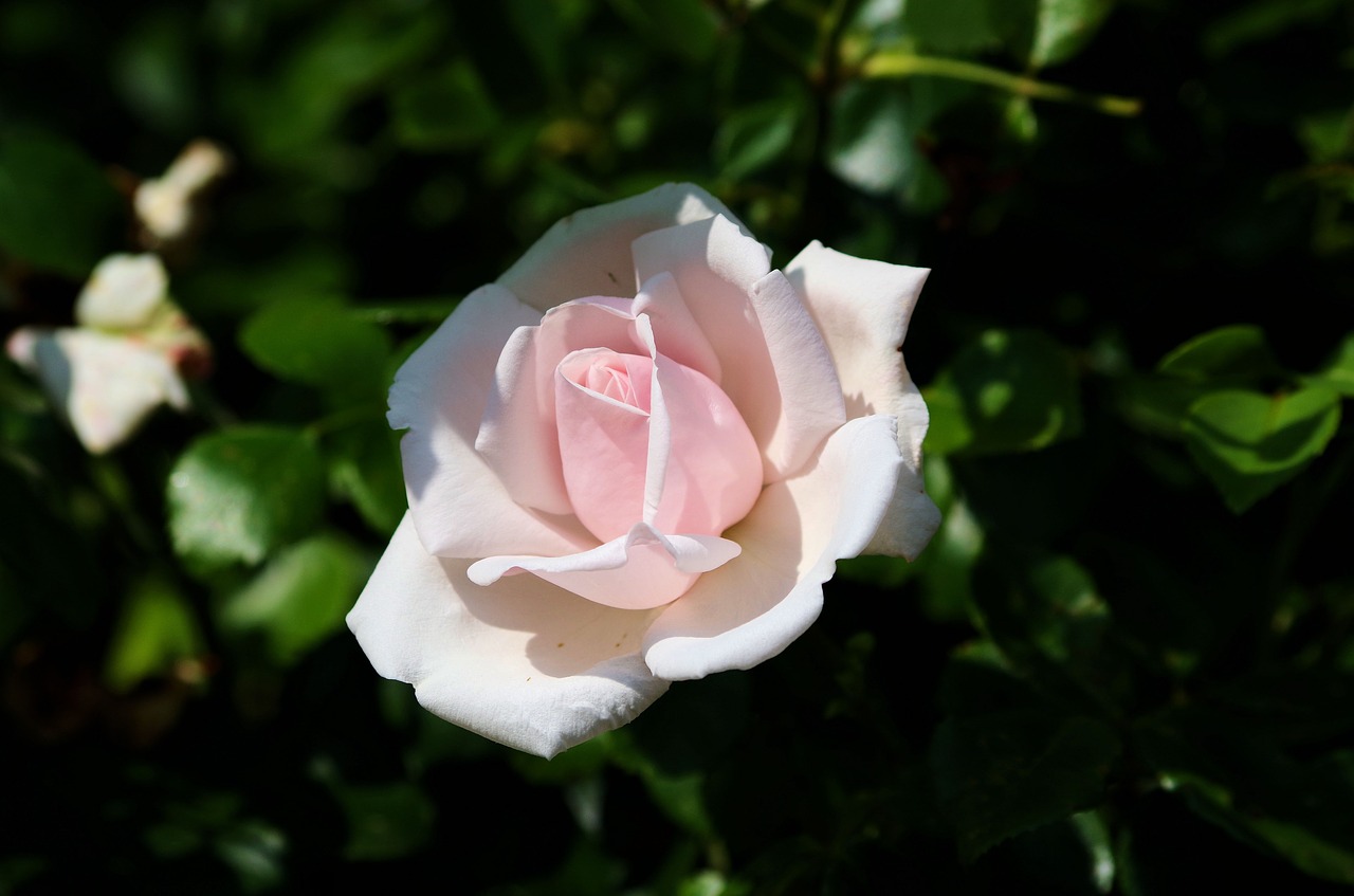 rose  pink  romantic free photo