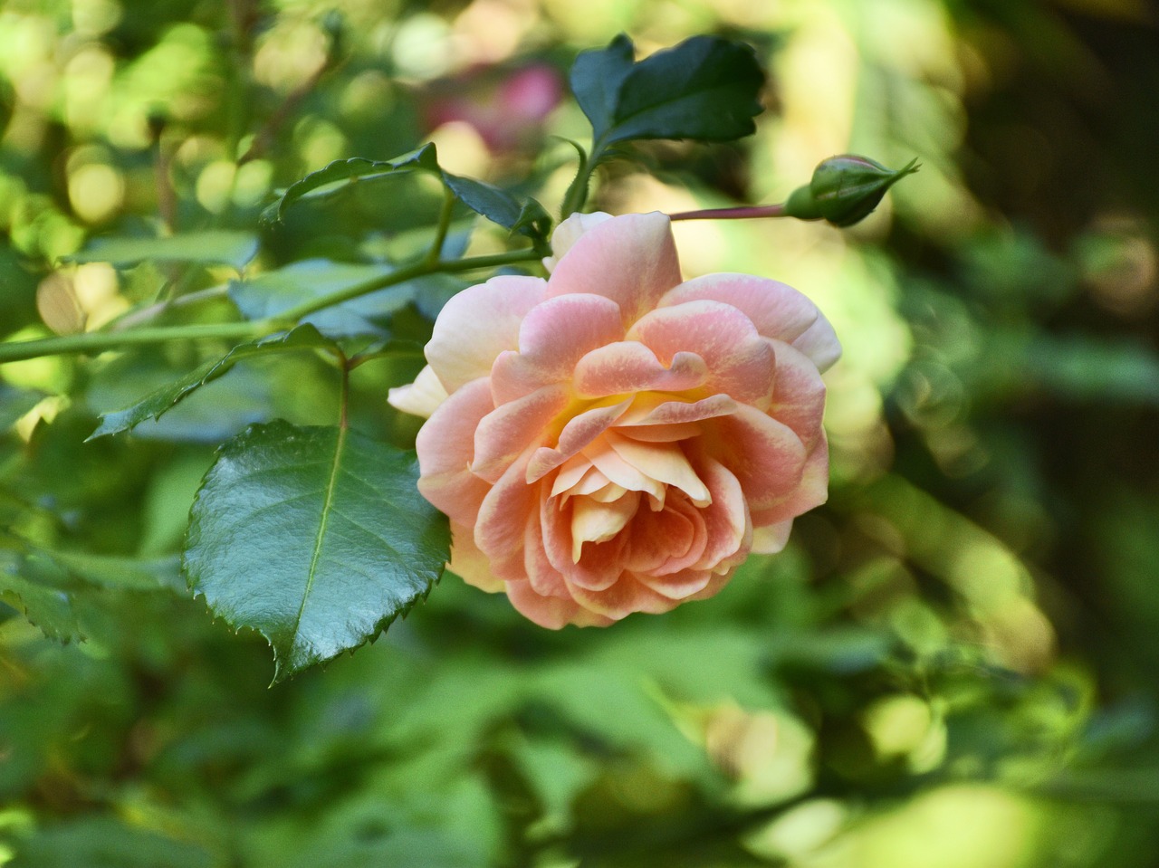 rose  bloom  pink free photo