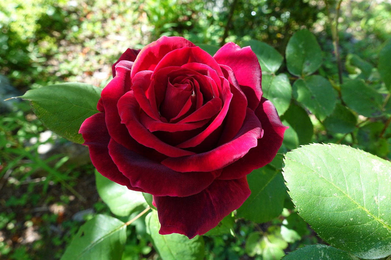 rose  red  flower free photo