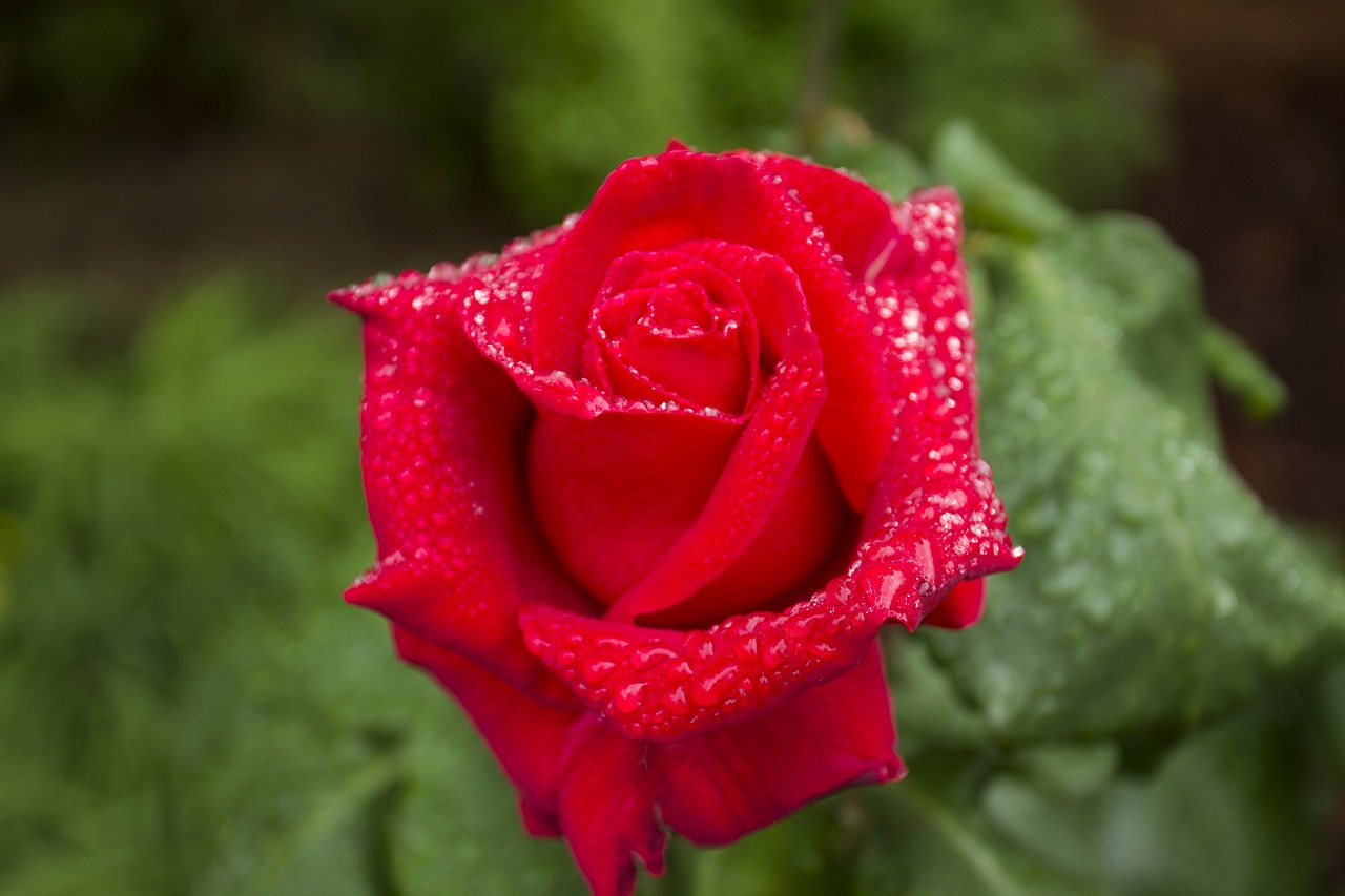 rose  red  flower free photo