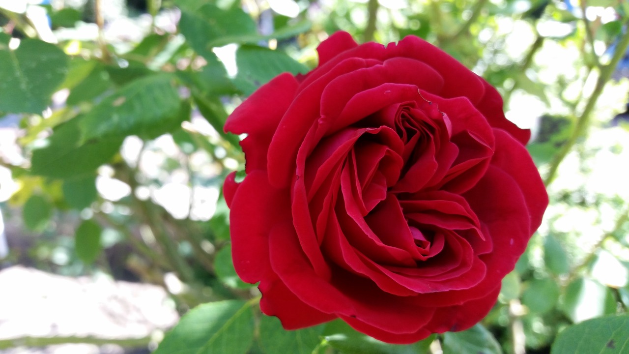 rose  flower  red free photo