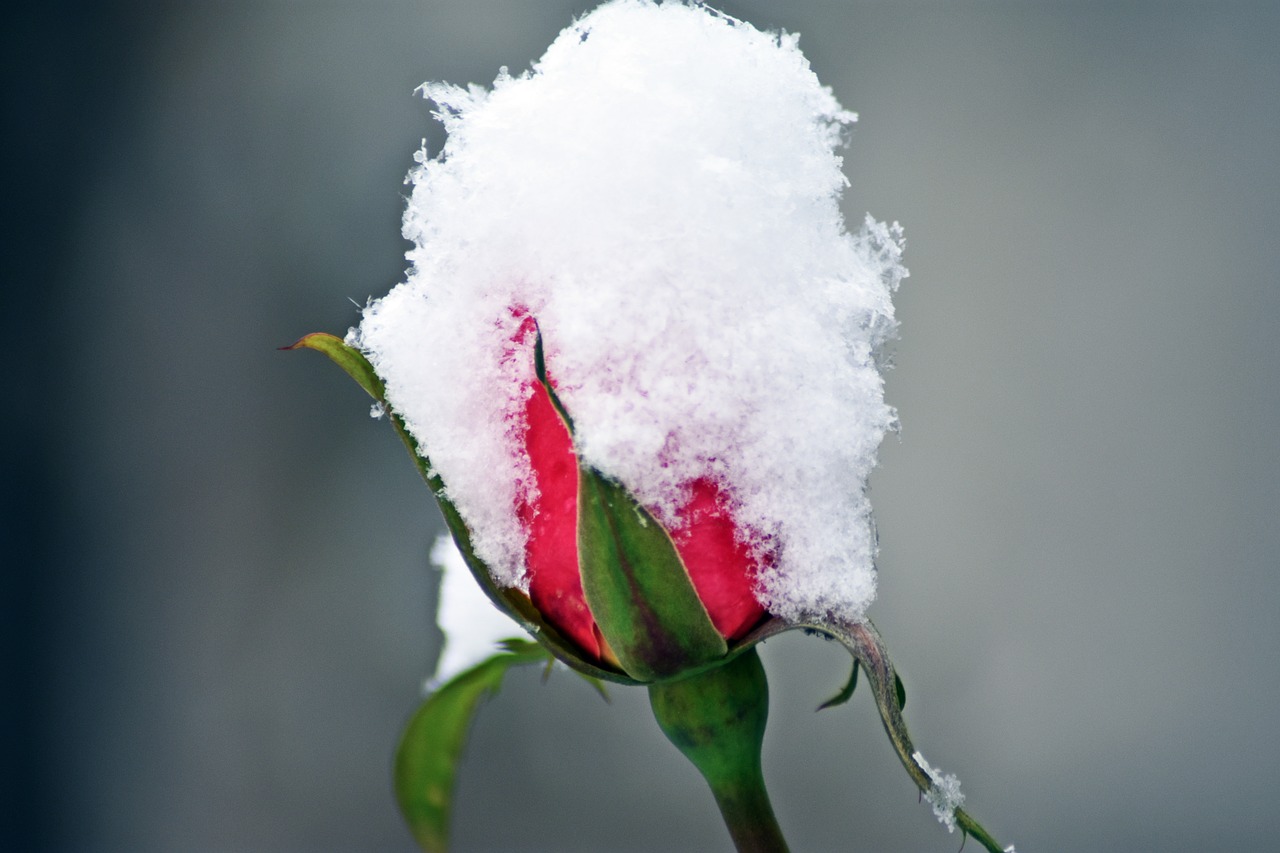 rose  snow  winter free photo