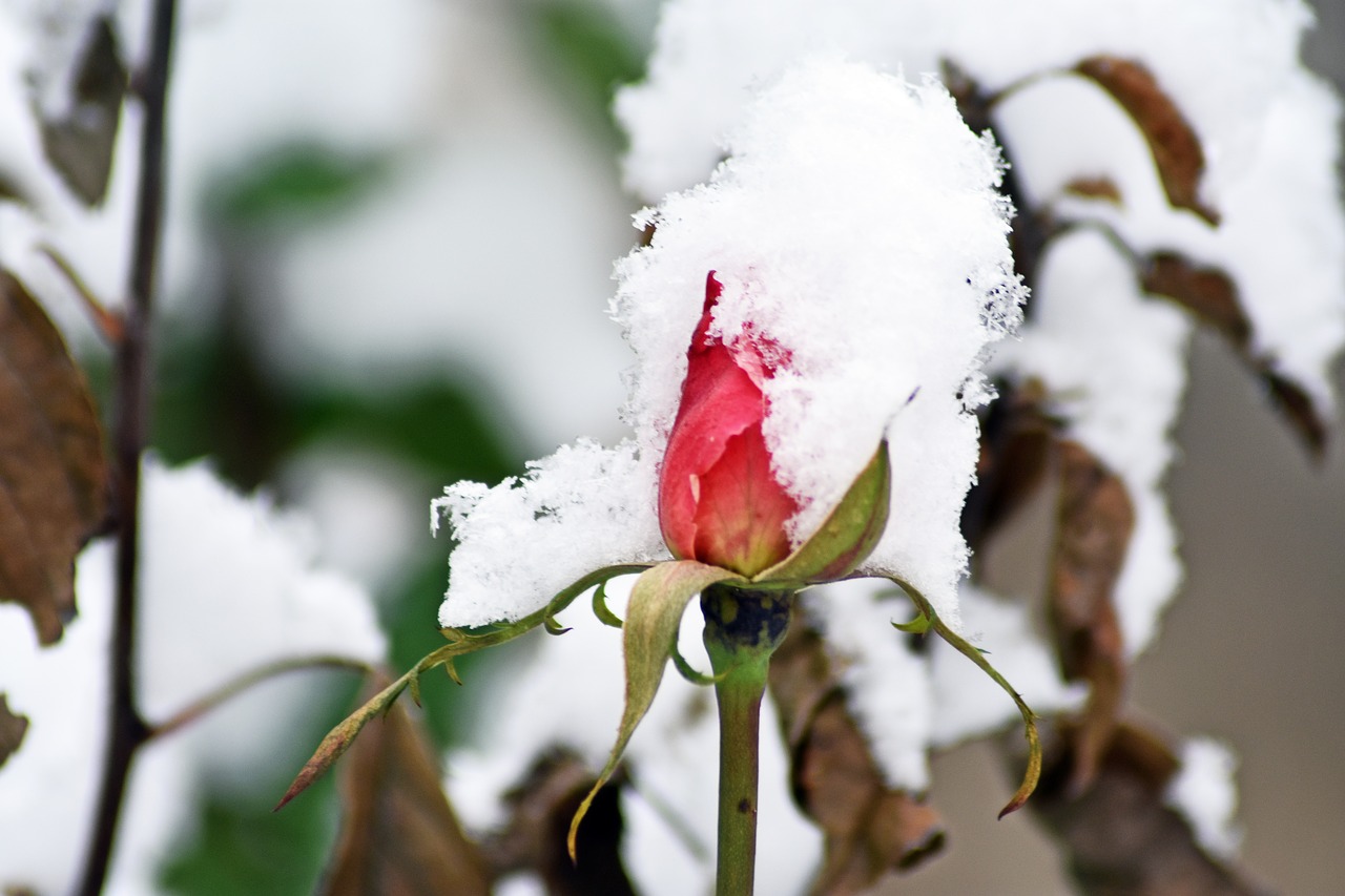 rose  snow  winter free photo