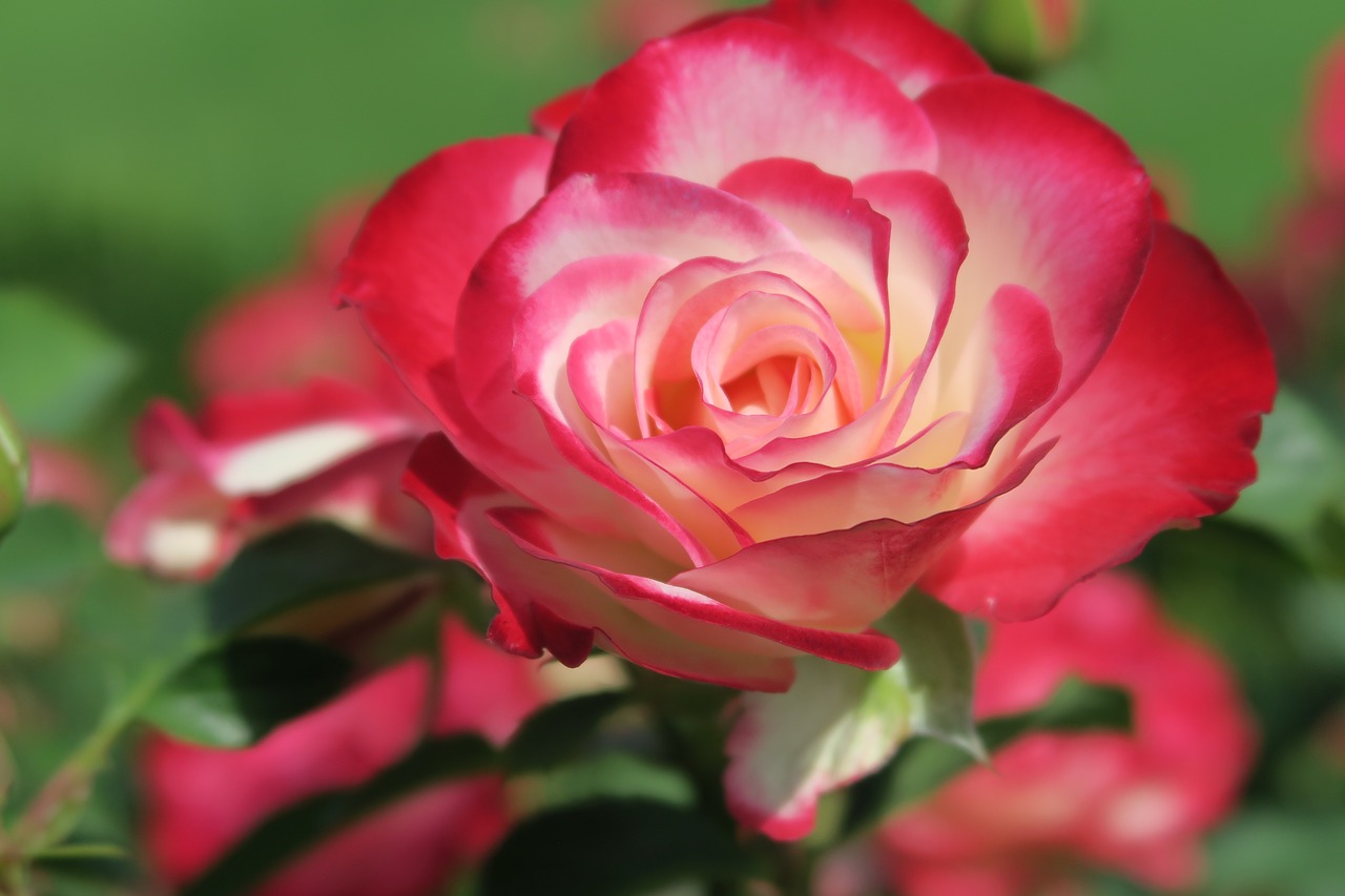 rose  flower  blossom free photo