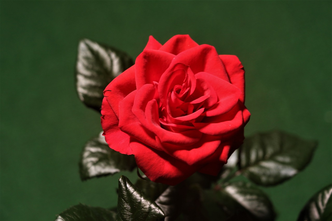 rose  red  flower free photo