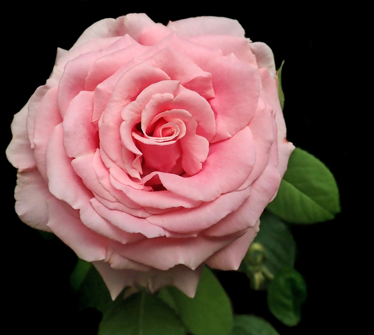 rose  pink  flower free photo