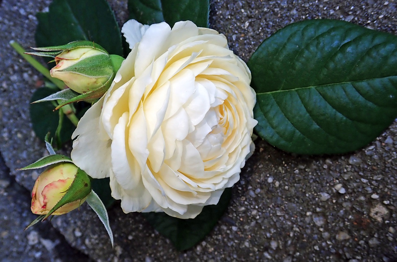 rose  white  flower free photo