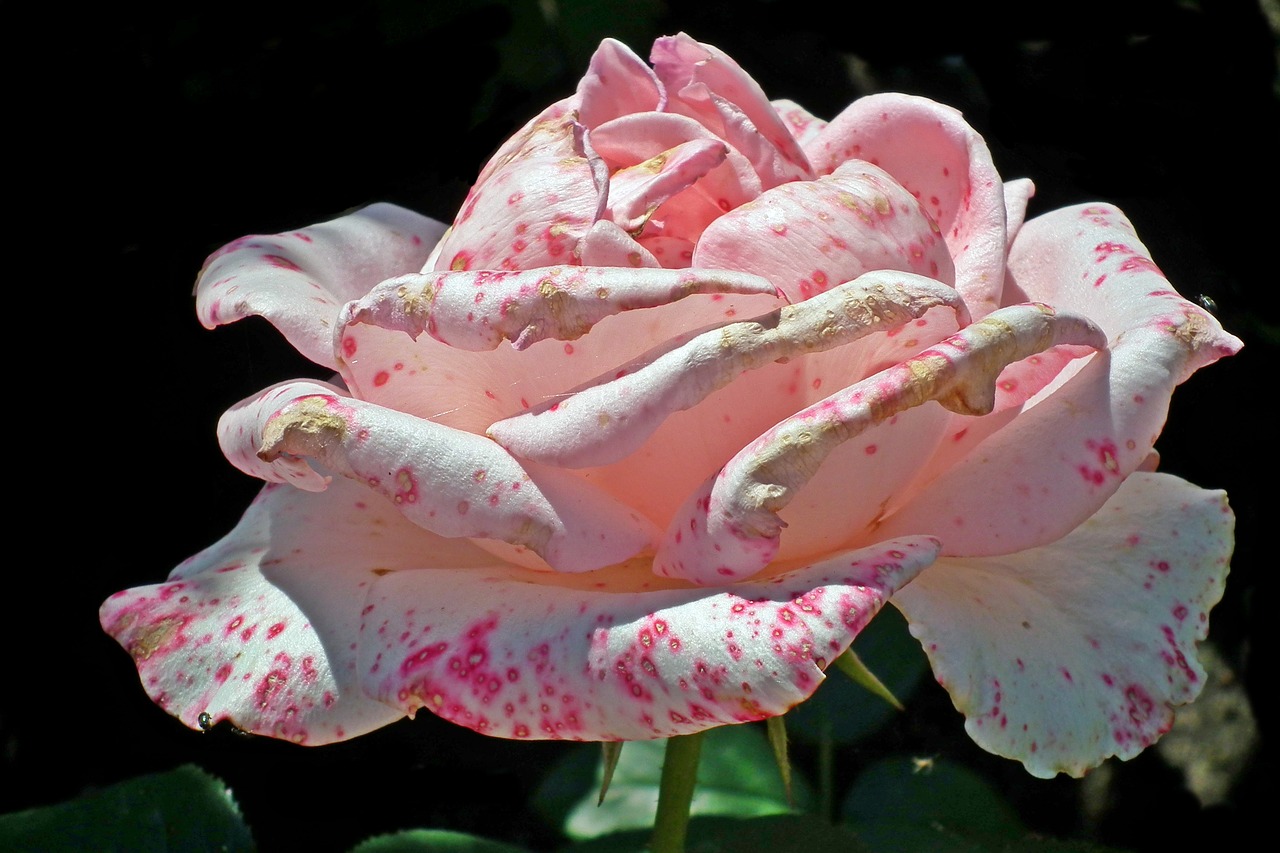 rose  flower  pink free photo