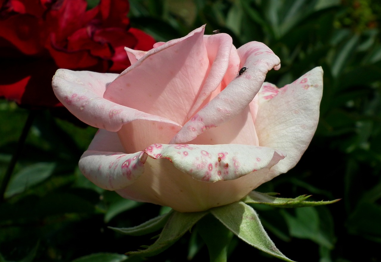 rose  flower  pink free photo