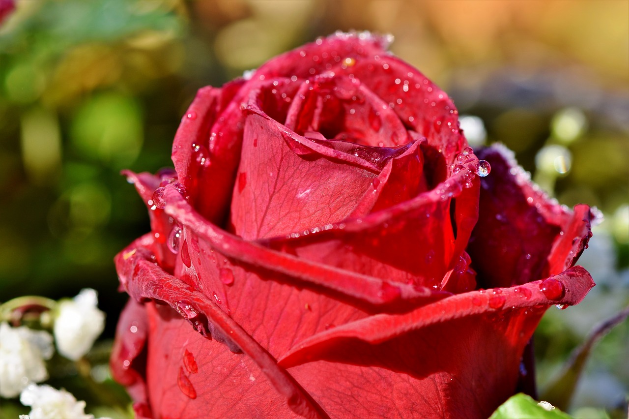 rose  rose bloom  floribunda free photo