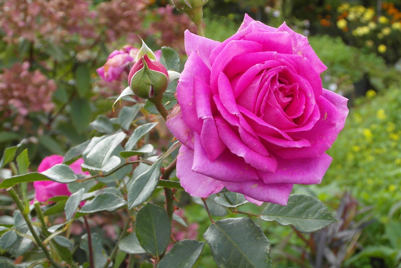 rose  flower  pink free photo