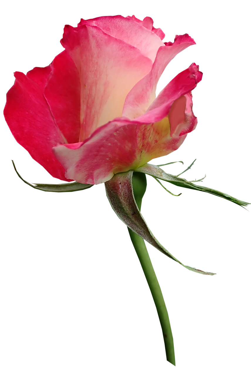 rose  bud  fragrant free photo