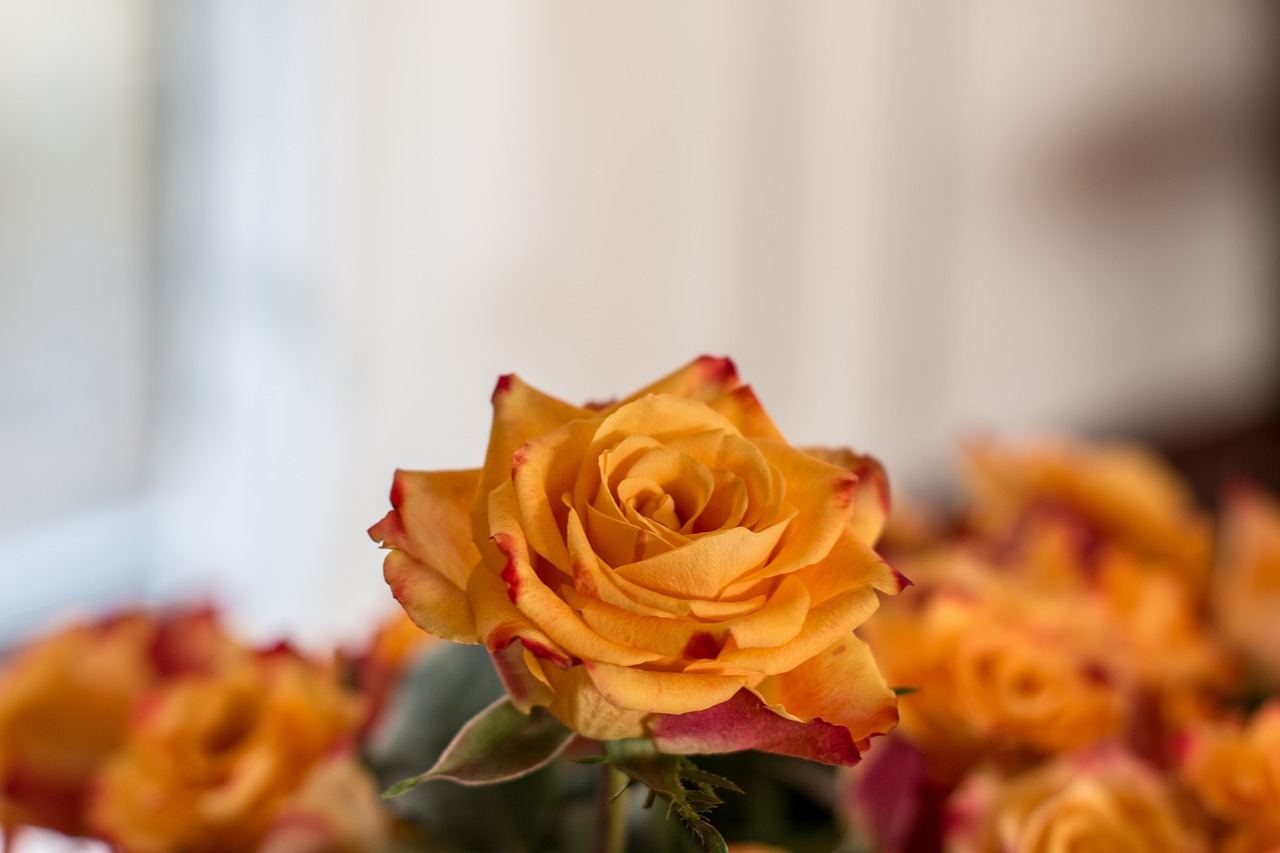 rose  bouquet  orange free photo