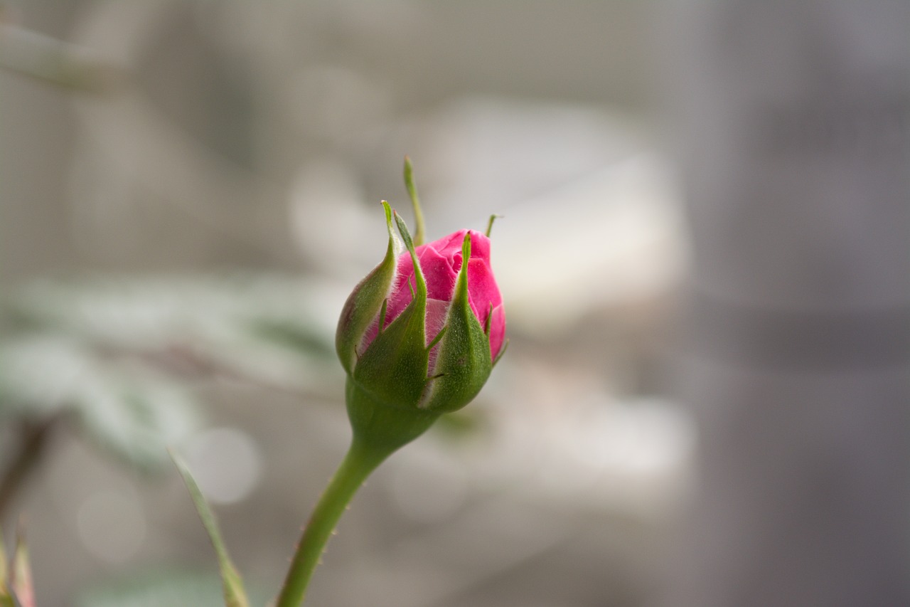 rose  flower  nature free photo