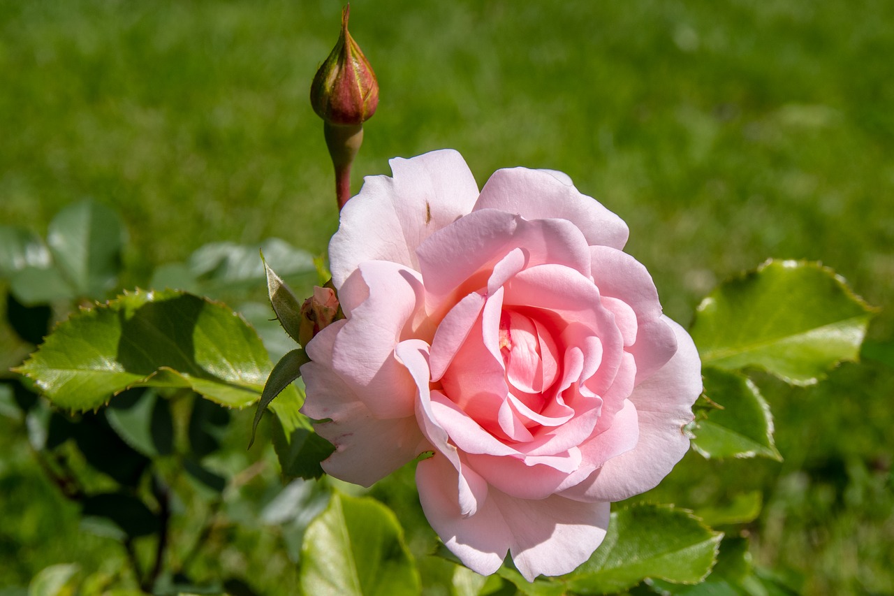 rose  bud  flower free photo